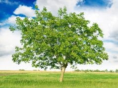 Árbol Madera del nogal europeo.