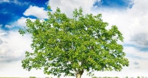 Madera de Nogal. Características, tipos y usos Árbol Madera del nogal europeo.