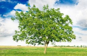Madera de Nogal. Características, tipos y usos Árbol Madera del nogal europeo.