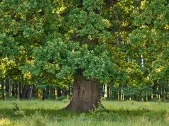 Madera de roble. Tipos, características y usos Madera de roble. Usos, tipos y características
