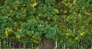Madera de roble. Tipos, características y usos Madera de roble. Usos, tipos y características