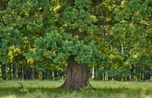 Madera de roble. Tipos, características y usos Madera de roble. Usos, tipos y características
