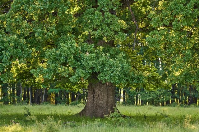 Árbol del roble. Madera tipo dura Madera de roble. Usos, tipos y características