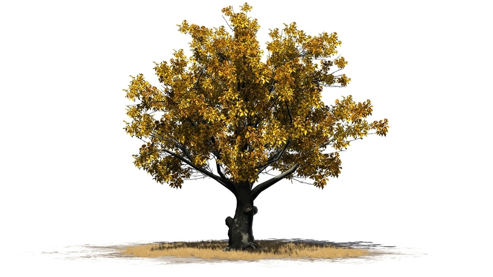 Árbol variedad haya americana