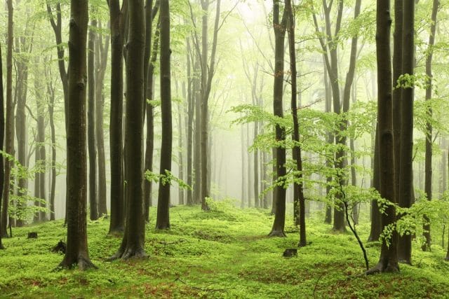 Madera de haya Hayedo en el norte de España