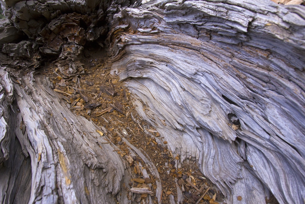 Detalle del tronco del cedro del Líbano