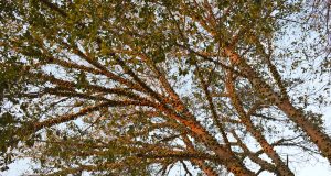 Madera de Iroko. Tipos, propiedades y usos Árbol de Iroko que crece en África