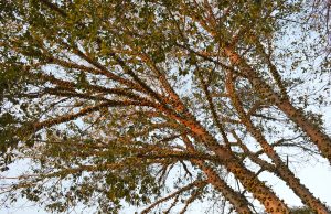 Madera de Iroko. Tipos, propiedades y usos Árbol de Iroko que crece en África