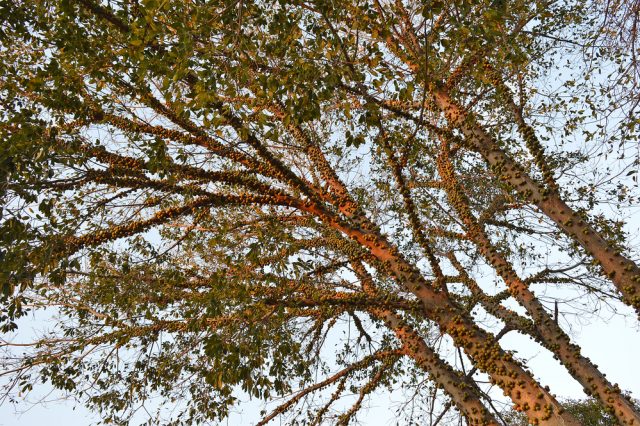 Madera tropical de Iroko, Iroco o teca africana Árbol de Iroko que crece en África