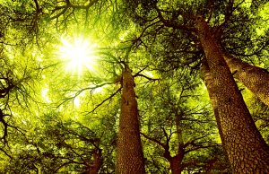 Madero de cedro. Propiedades, tipos y usos Árbol del cedro en el bosque