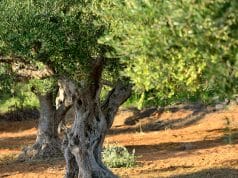 Madera de olivo. Dónde comprarla, características y usos Árbol del olivo.