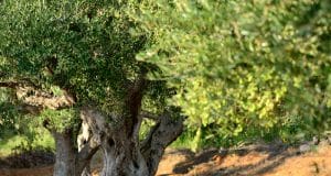Madera de olivo. Dónde comprarla, características y usos Árbol del olivo.
