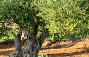 Madera de olivo. Dónde comprarla, características y usos Árbol del olivo.