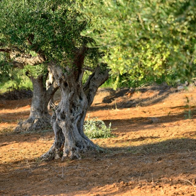 Madera del olivo Árbol del olivo.