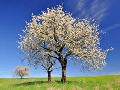 Arbol del cerezo