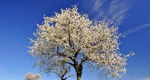 Madera de cerezo. Características y usos habituales, muebles, tarimas, tableros, frisos Arbol del cerezo