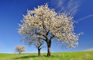 Madera de cerezo. Características y usos habituales, muebles, tarimas, tableros, frisos Arbol del cerezo
