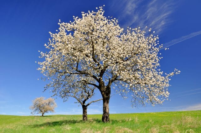 Madera del cerezo, características Arbol del cerezo