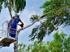 Guía de poda de árboles en altura sobre plataforma elevadora. Seguridad y prácticas recomendadas Trabajador de poda sobre plataforma elevadora vertical