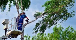 Guía de poda de árboles en altura sobre plataforma elevadora. Seguridad y prácticas recomendadas Trabajador de poda sobre plataforma elevadora vertical