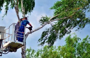Guía de poda de árboles en altura sobre plataforma elevadora. Seguridad y prácticas recomendadas Trabajador de poda sobre plataforma elevadora vertical