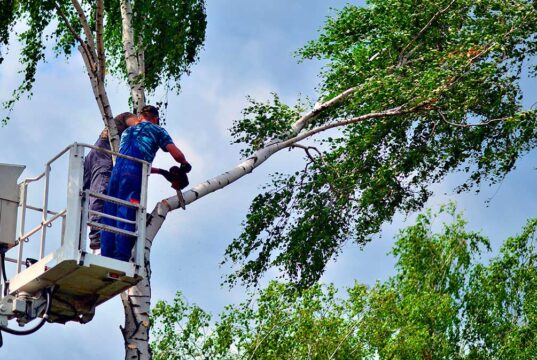 Trabajador de poda sobre plataforma elevadora vertical