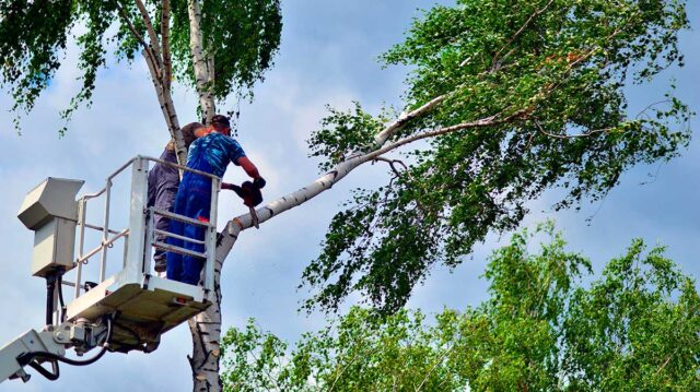 Trabajador de poda sobre plataforma elevadora vertical Trabajador de poda sobre plataforma elevadora vertical