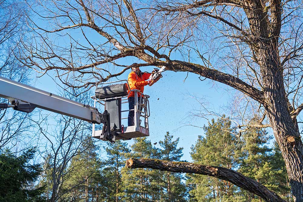 Trabajador podando un árbol subido a una plataforma elevadora