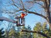 Guía de poda de árboles en altura sobre plataforma elevadora. Seguridad y prácticas recomendadas trabajador poda altura en plataforma elevadora