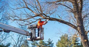 Guía de poda de árboles en altura sobre plataforma elevadora. Seguridad y prácticas recomendadas trabajador poda altura en plataforma elevadora